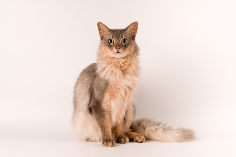 17 Smallest Cat Breeds: Felines That Stay Little (with Info & Pictures)
