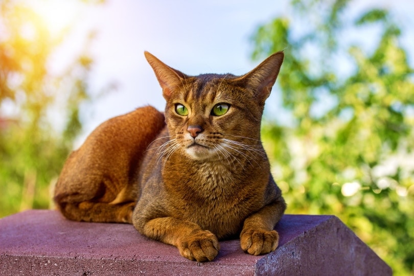 10 Surprising Abyssinian Cat Facts (Vet-Approved)