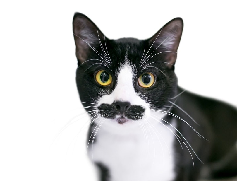 What Kind of Cat Is Beluga? Famous Cats Explained
