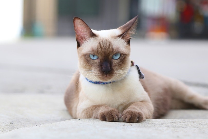 Applehead Siamese: Info, Pictures, Origin & History
