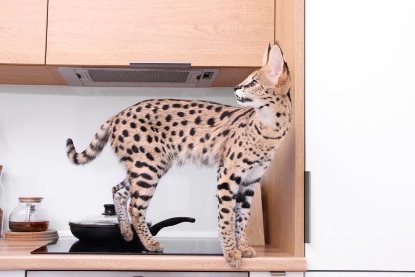 How Much Does an Ashera Cat Cost? 2026 Price Guide