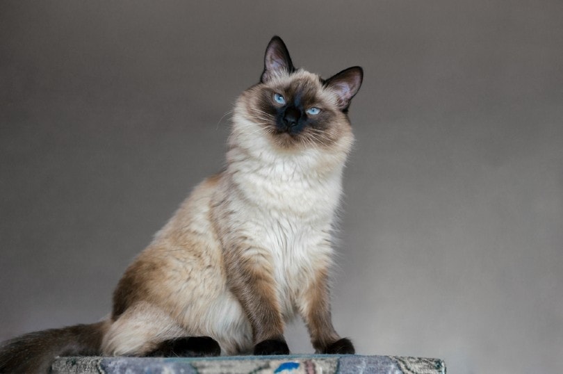 How Much Does a Balinese Cat Cost 2026 Price Guide