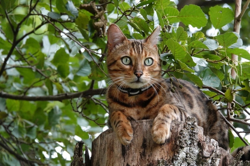 Why Are Bengal Cats Illegal in Some States & Countries? Facts & FAQ