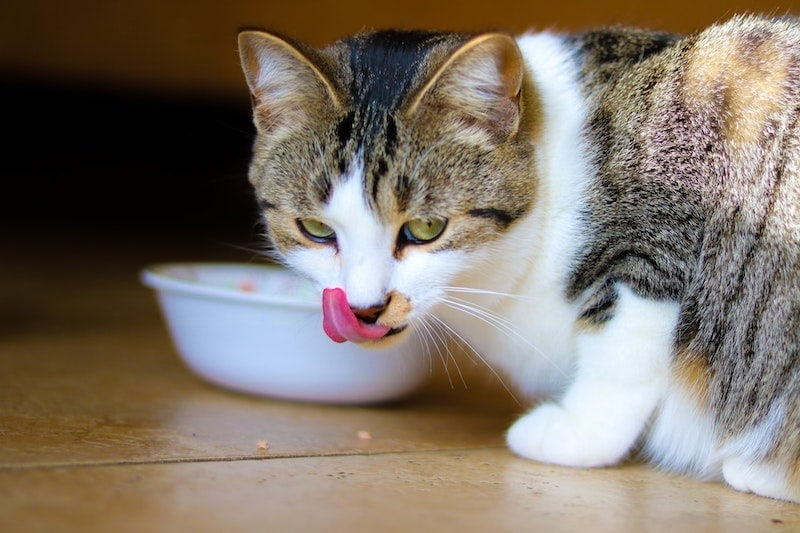 3 Homemade Dry Cat Food Recipes: Easy & Healthy