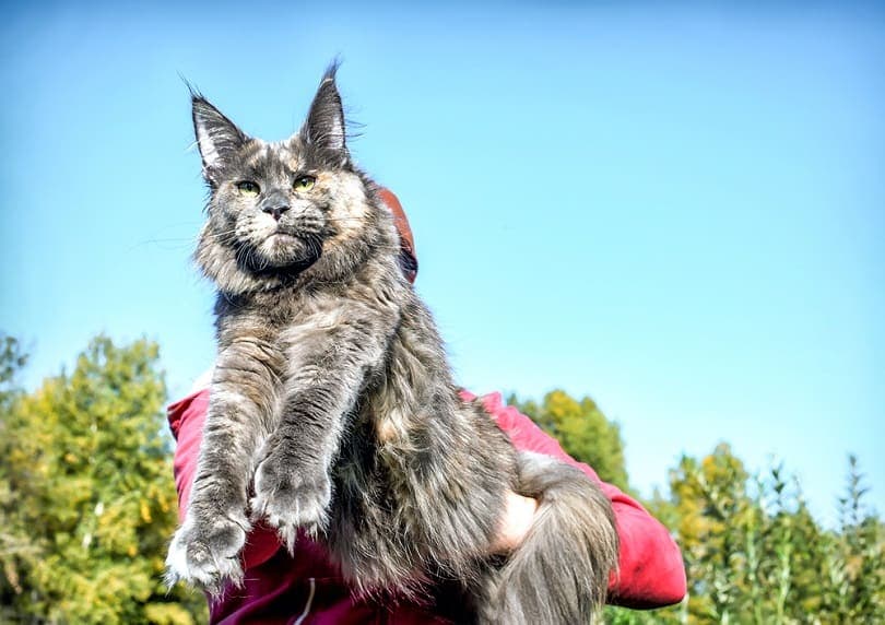 The Biggest Cats in the World: A Look at the Records (2026 Updates)