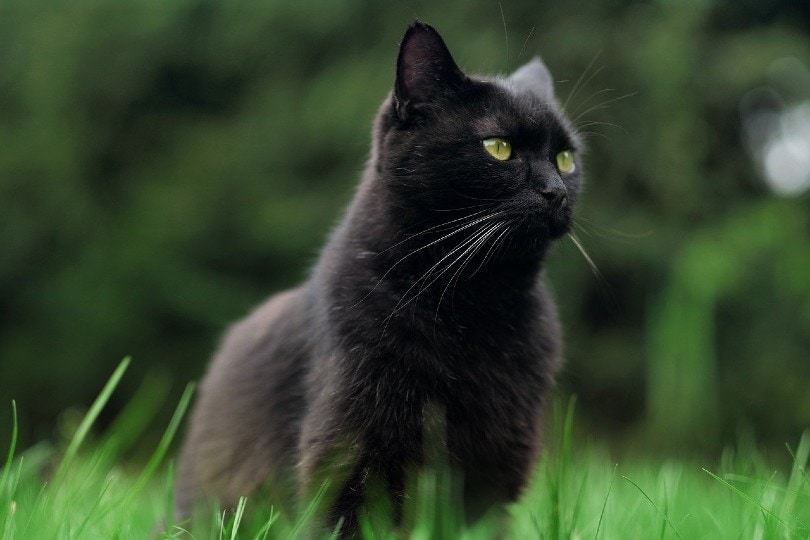Are Bombay Cats Hypoallergenic? Vet-Approved Facts & Tips