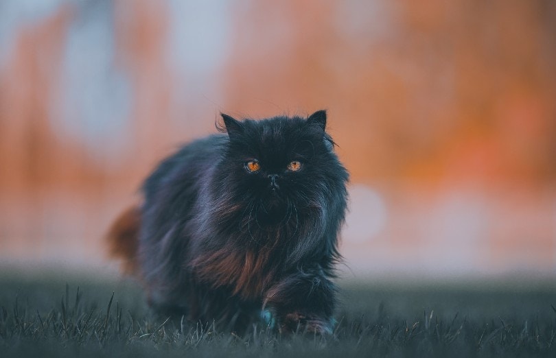 Black Persian Cats: Facts, Pictures, Origin & History