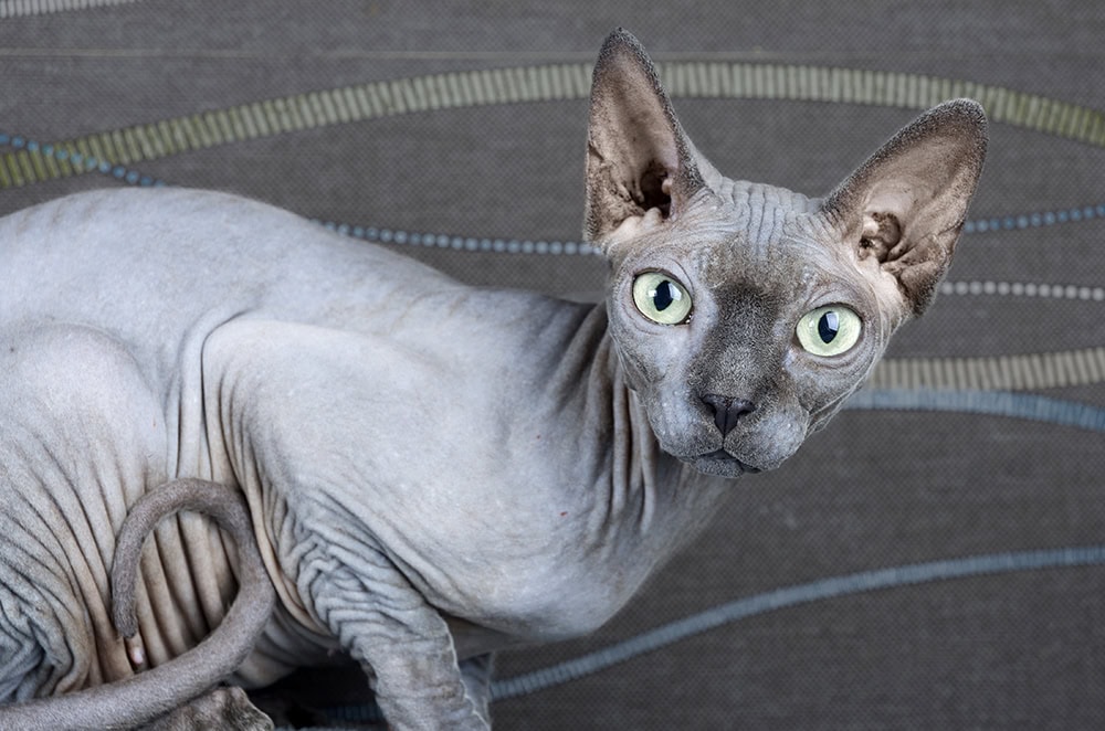 Blue Sphynx Cat: Facts, Origin & History