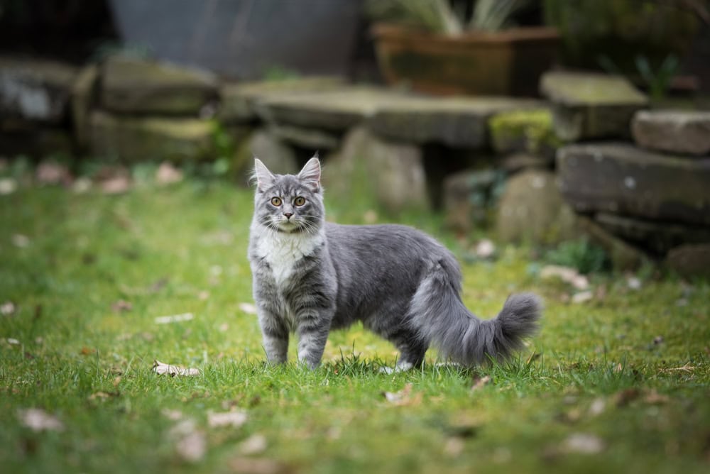 How Much Does A Maine Coon Cat Cost? 2026 Price Guide