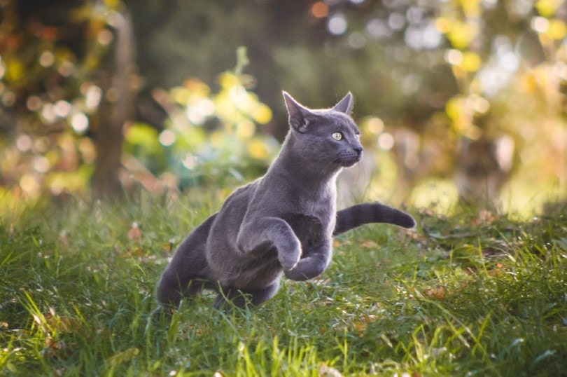 10 Vet-Verified Healthiest Cat Breeds (With Info & Pictures)