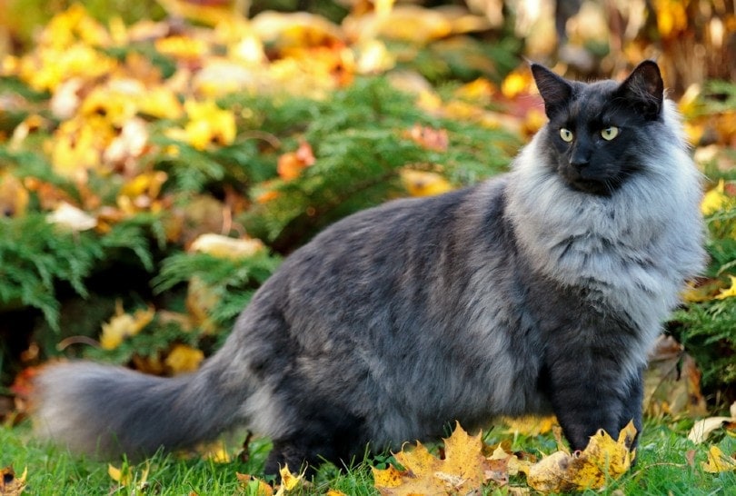 How Much Does A Norwegian Forest Cat Cost? 2026 Price Guide