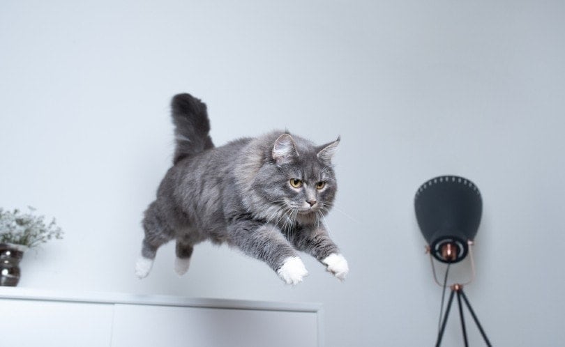 20 Strange Cat Behaviors Explained (Vet-Reviewed)