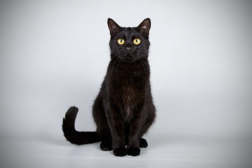How Much Does a Bombay Cat Cost? 2026 Price Guide