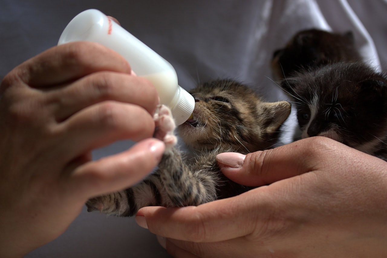 2 Homemade & Vet-Approved Kitten Formula Recipes