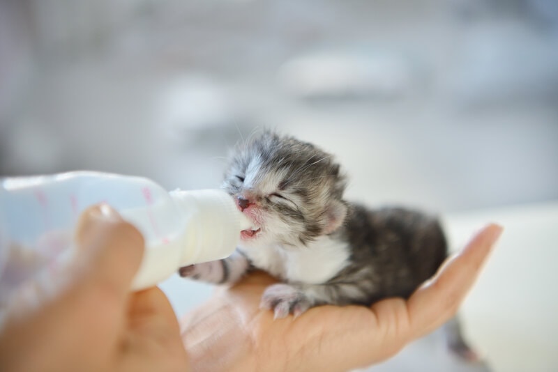 How to Bottle Feed Newborn Kittens: 7 Care Tips & Guide