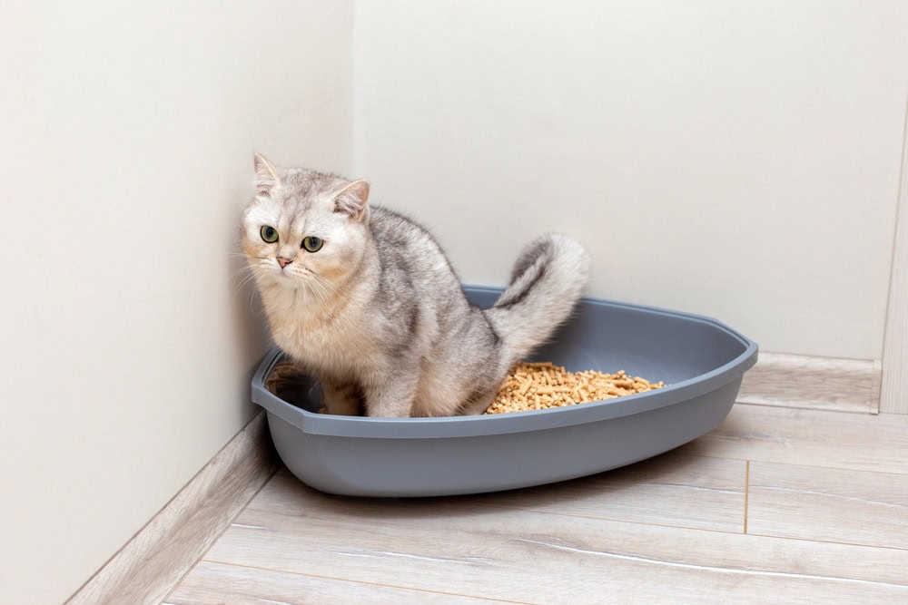 british cat inside litter box