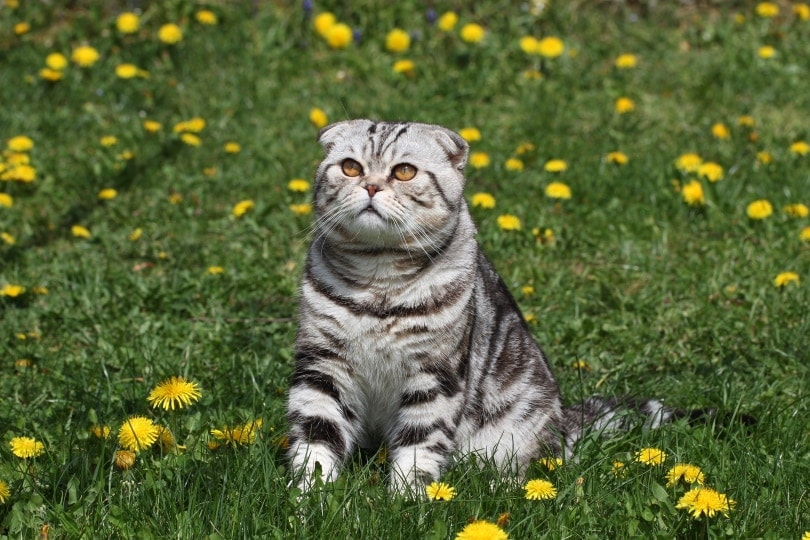 When Do Male Cats Become Sexually Active? Vet-Verified Facts & Info