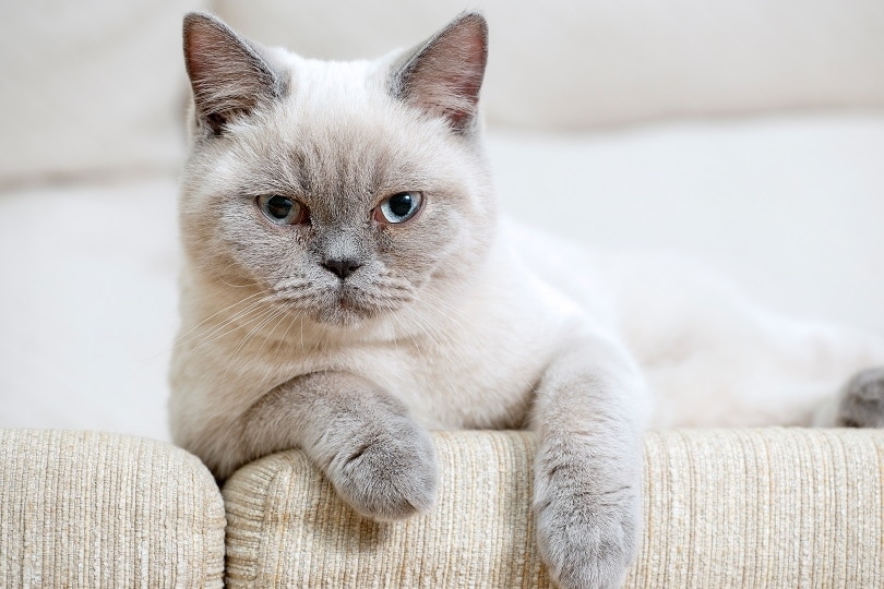How to Tell if Your Cat Is a British Shorthair: 9 Effective Tips