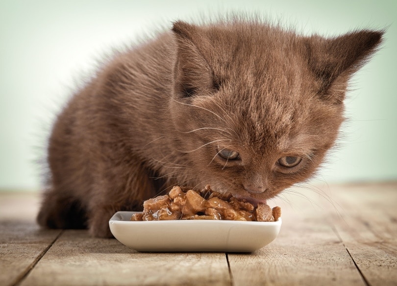 11 Best Wet Kitten Foods (Canned & Pâté) – 2026 Reviews and Top Picks