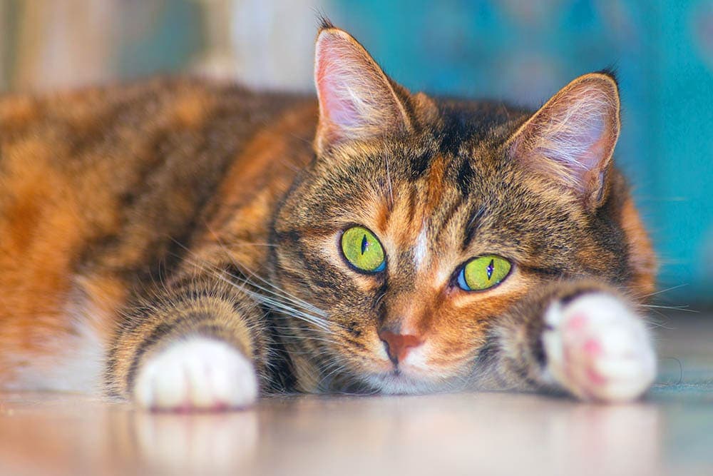 15 American Shorthair Cat Colors (With Pictures)