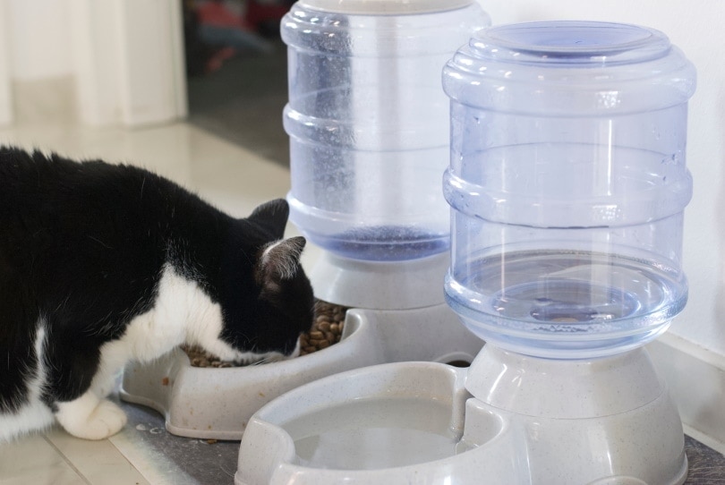 How to Feed Your Cat Wet Food While Away: 5 Easy Ways