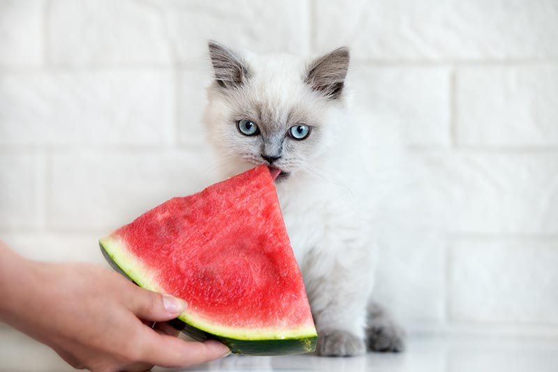 What Fruits Can Cats Eat? Vet-Approved List & Facts