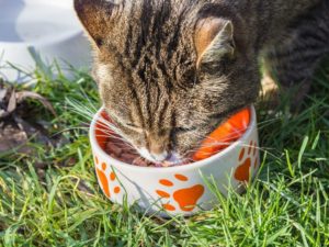 11 Best High Fiber Cat Foods in 2026 – Reviews & Top Picks