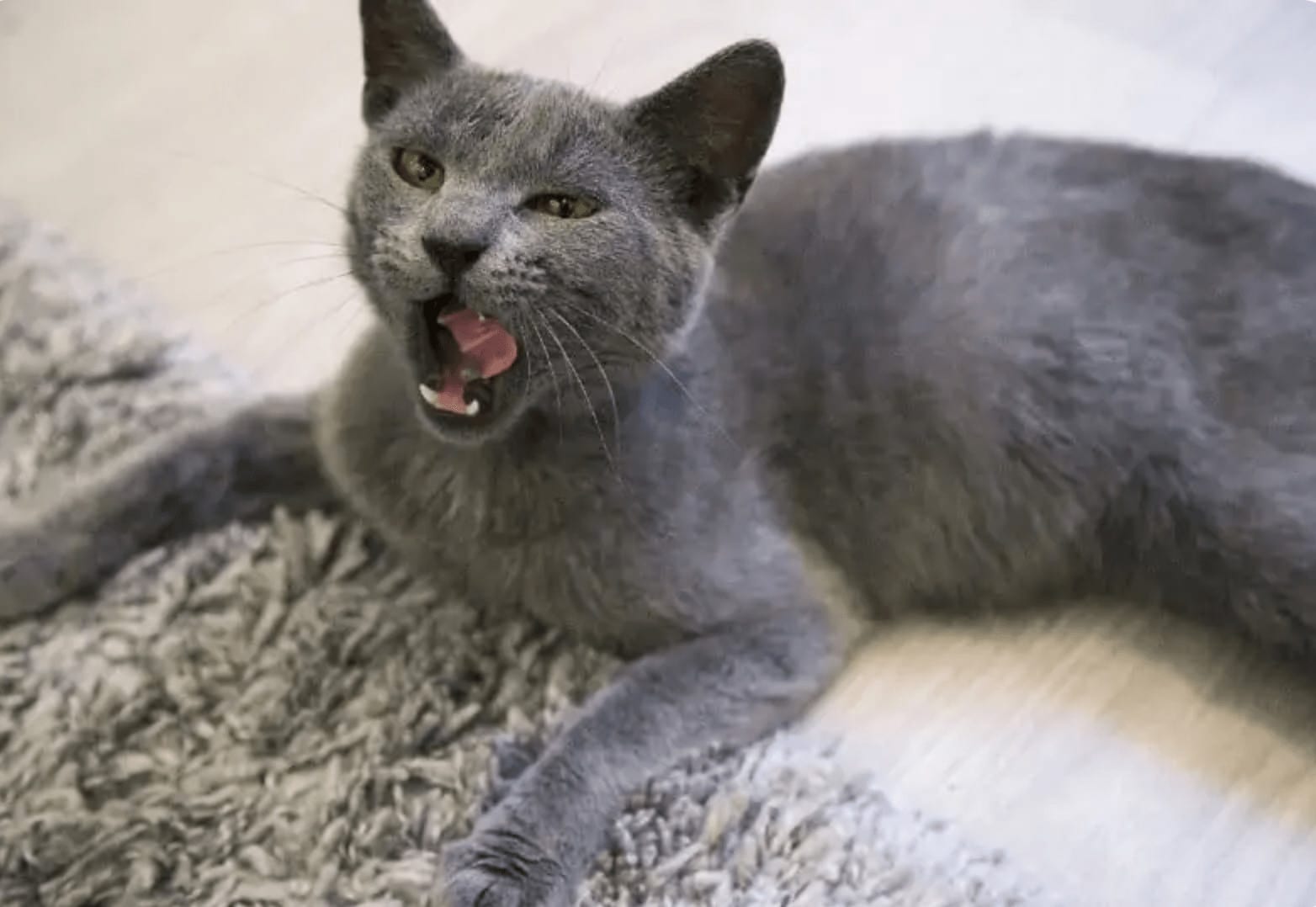 Do Cats Get Hiccups? Important Facts & How to Stop It