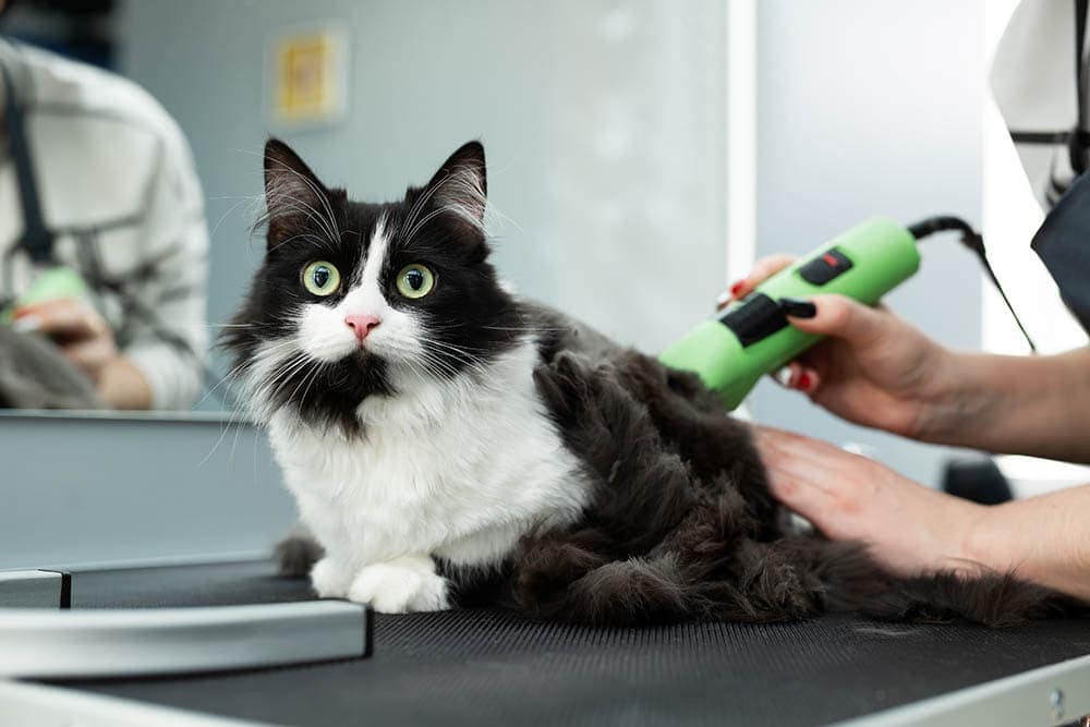 How Long Does It Take for Cat Hair to Grow Back? Vet-Reviewed Facts