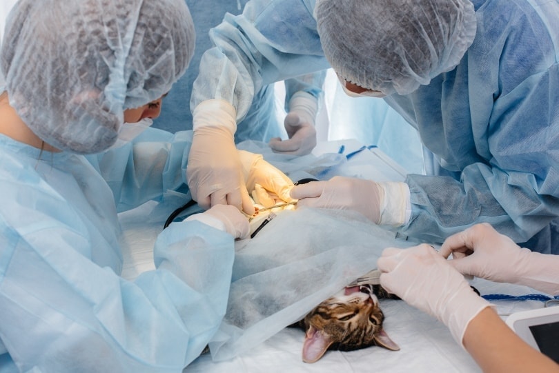 How Long Do Cats Take to Recover From Neutering? Our Vet Explains