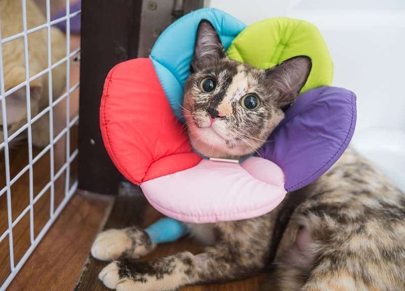5 Home Remedies to Stop a Cat from Licking a Wound (Vet Approved)