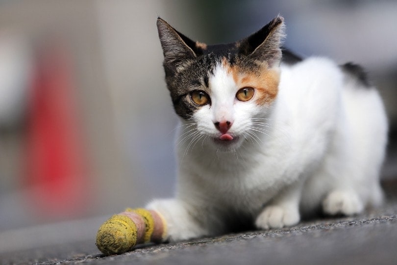 How To Tell If a Cat Has a Broken Leg: Our Vet Explains