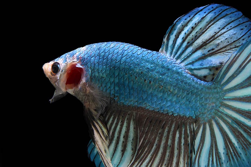 Betta Fish Gill Flukes: Causes, Signs, Treatment & Prevention (Vet Answer)