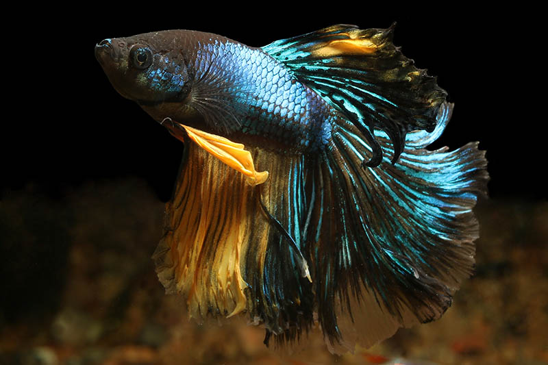 close up Mustard Gas Betta Fish