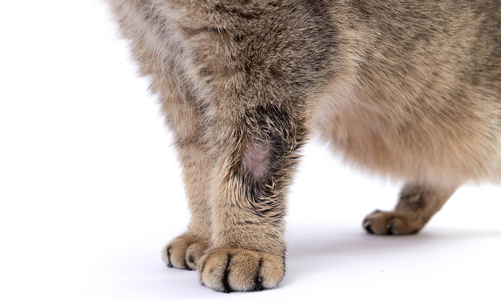 How Cats Get Ringworm: Vet-Approved Causes, Symptoms & Prevention