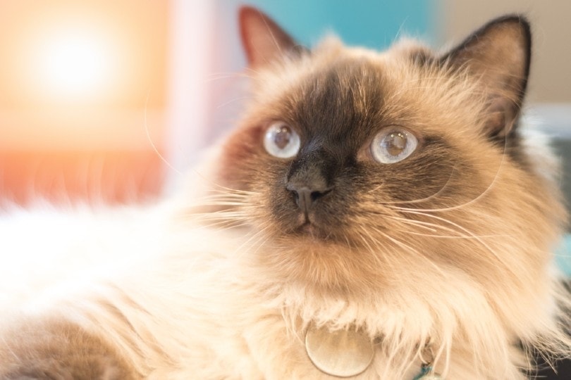 Himalayan Persian Cats: Facts, Origin & History (With Pictures)
