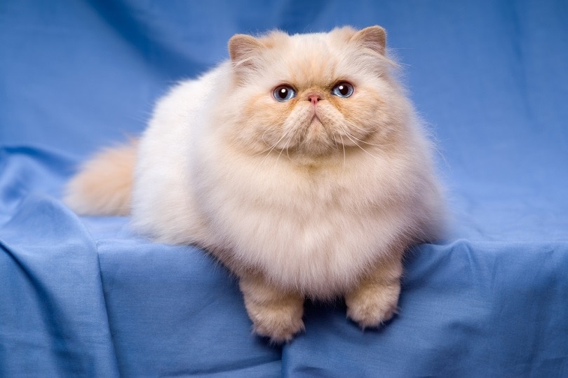 20 Long-Haired Cat Breeds With Luscious Locks (With Info & Pictures)
