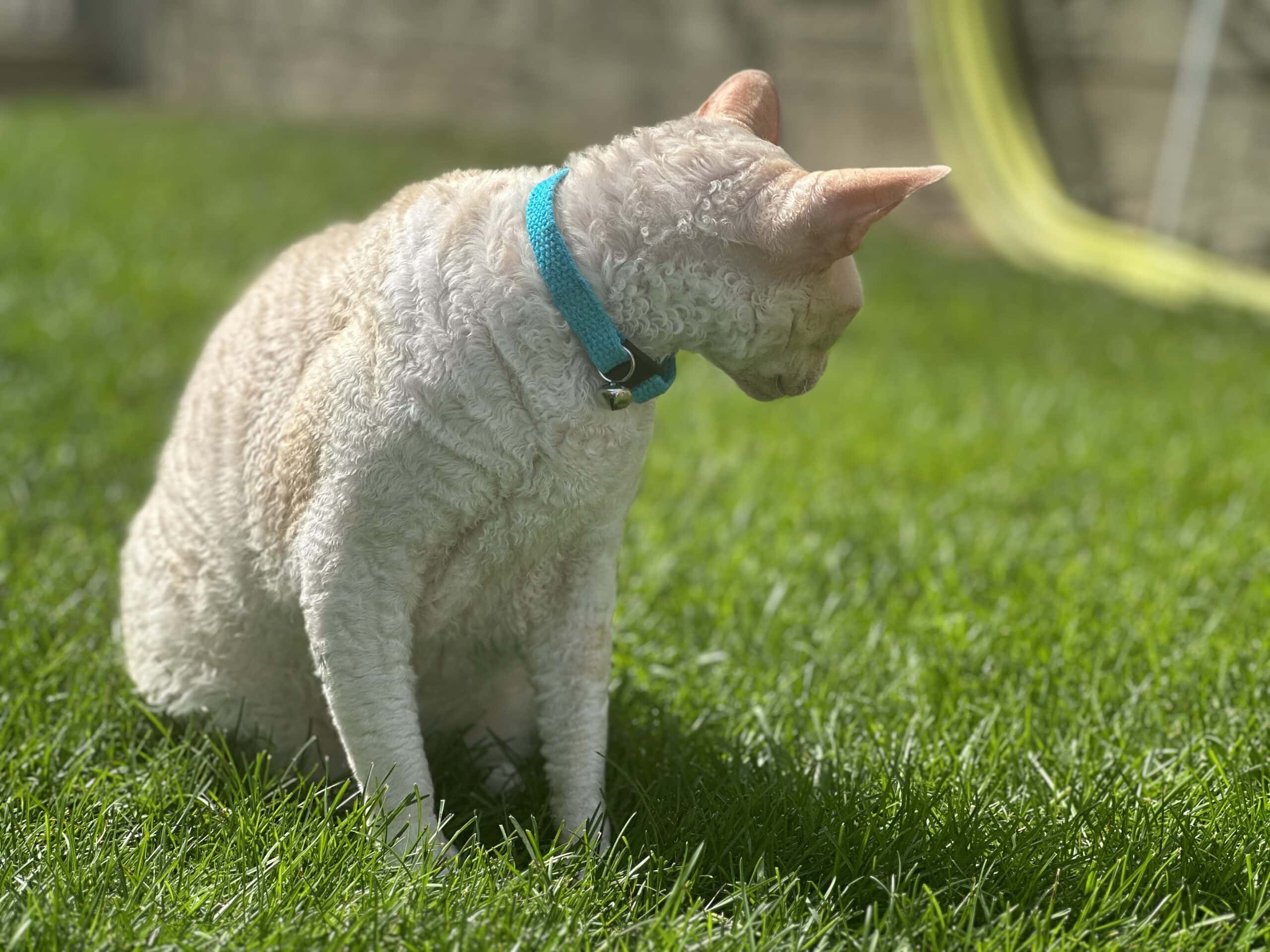 10 Best Cat Collars with Bells in 2026 - Reviews & Top Picks