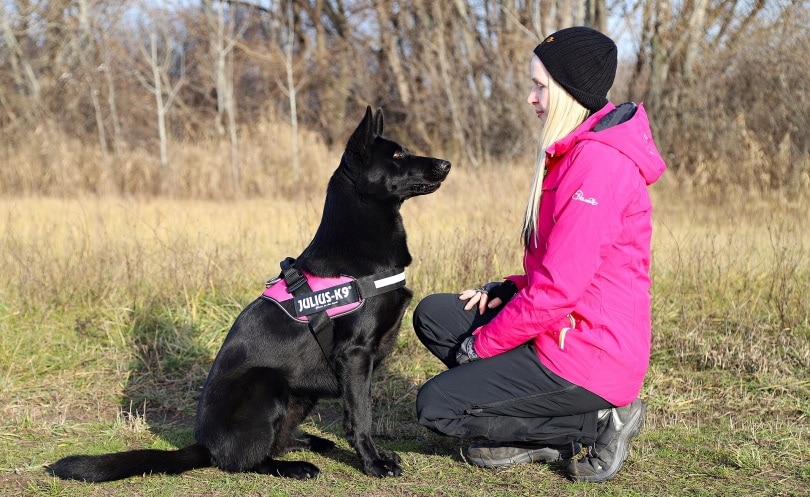 How to Teach a Dog Their Name in 9 Simple Steps