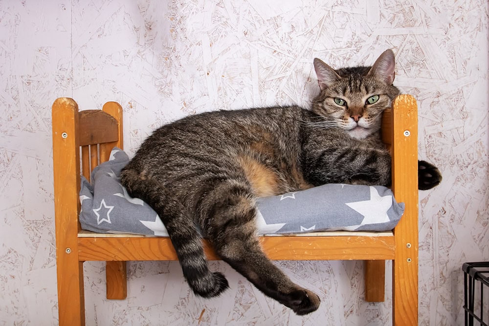 8 Best Memory Foam Cat Beds - 2026 Reviews & Top Picks