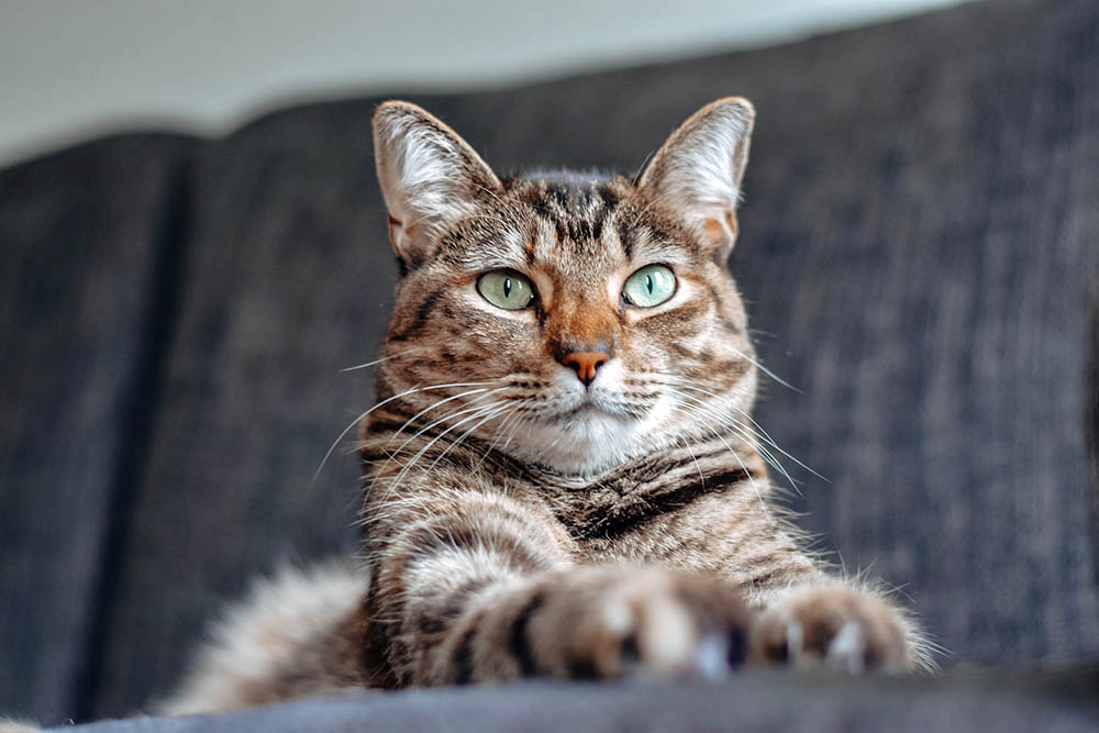 8 Domestic Shorthair Cat Colors (With Pictures)