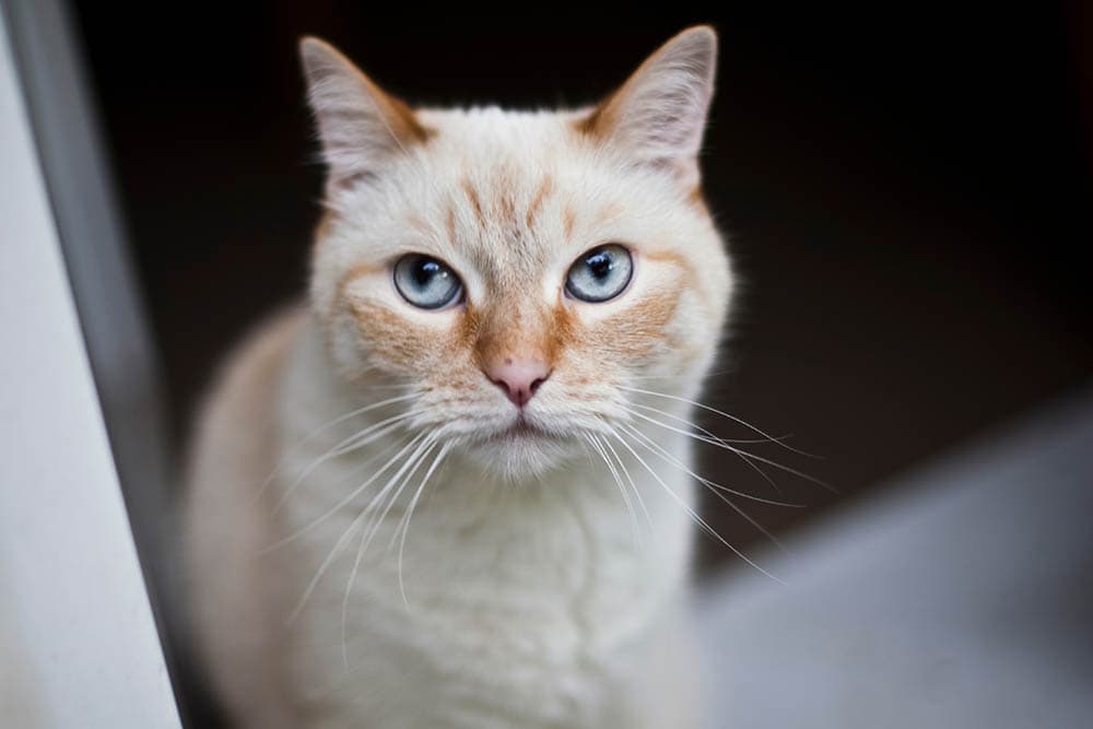 Flame Point Siamese: Facts, Pictures, Origin & History