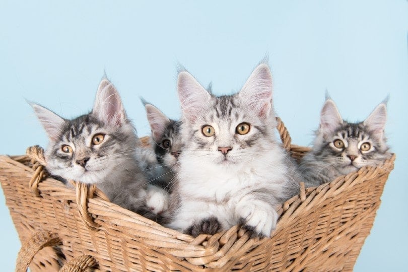 How to Tell If Your Cat Is a Maine Coon Mix: Essential Signs