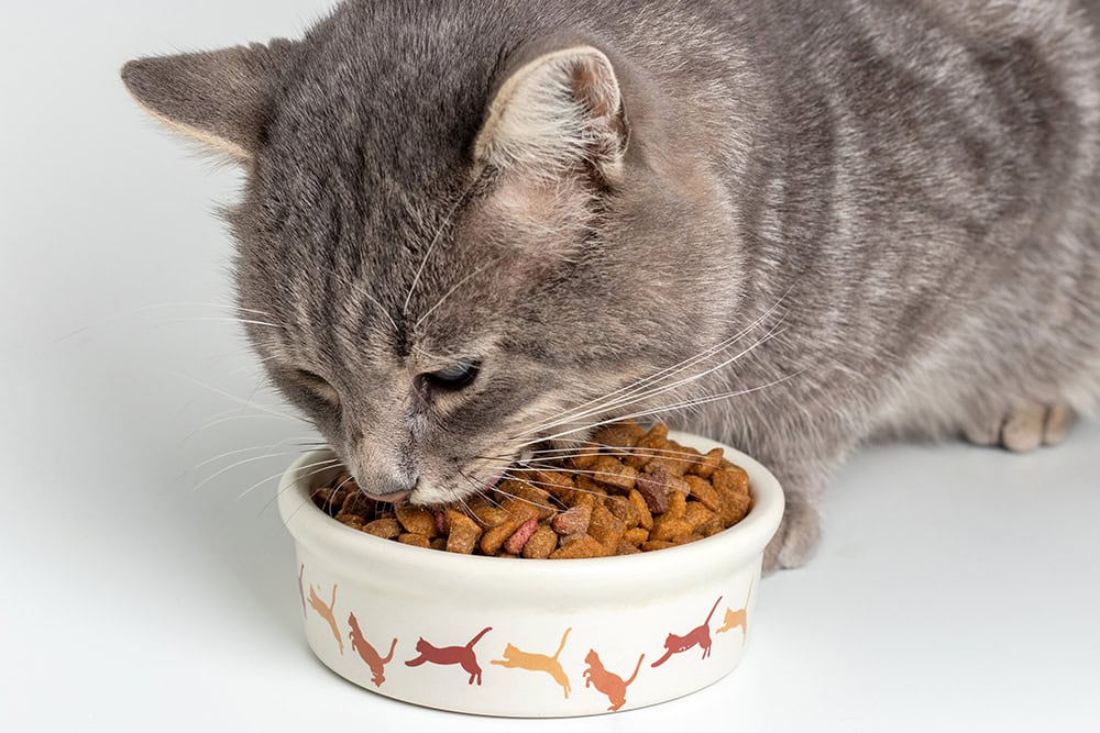 11 Best Cat Foods for Sensitive Stomachs - 2026 Reviews and Top Picks