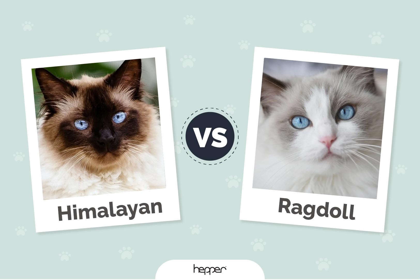 Himalayan vs. Ragdoll Cat: Main Differences (With Pictures)