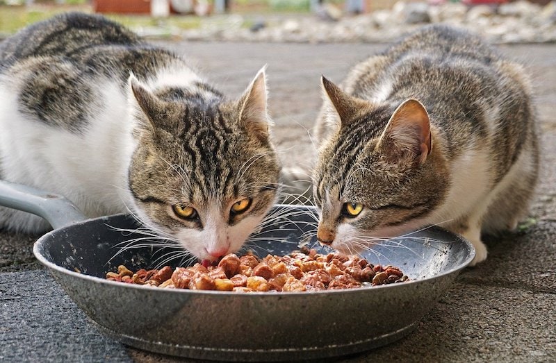 homemade cat food with pork and potatoes cats eating