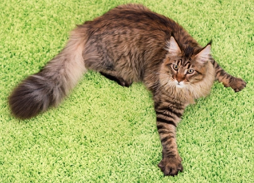 What Is the Best Type of Carpet for Cats That Scratch? 3 Enticing Options