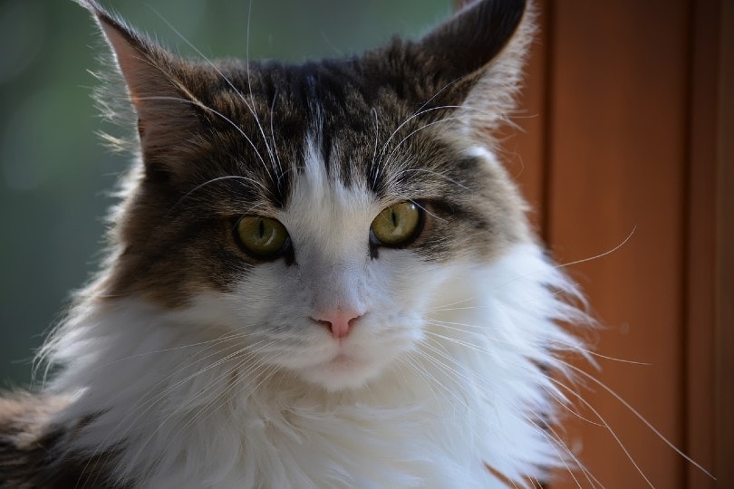 Do All Cats Have Whiskers? 4 Vet-Reviewed Main Functions