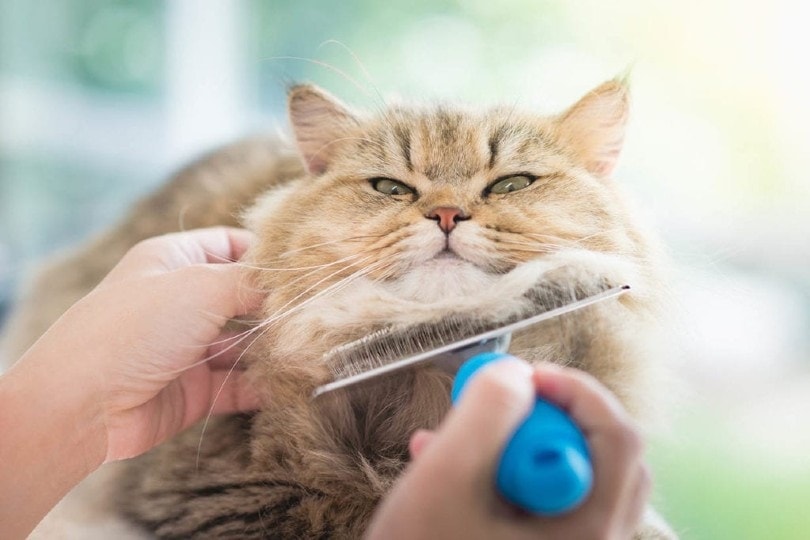 Do Cats Like to Be Brushed? Grooming & Care Tips