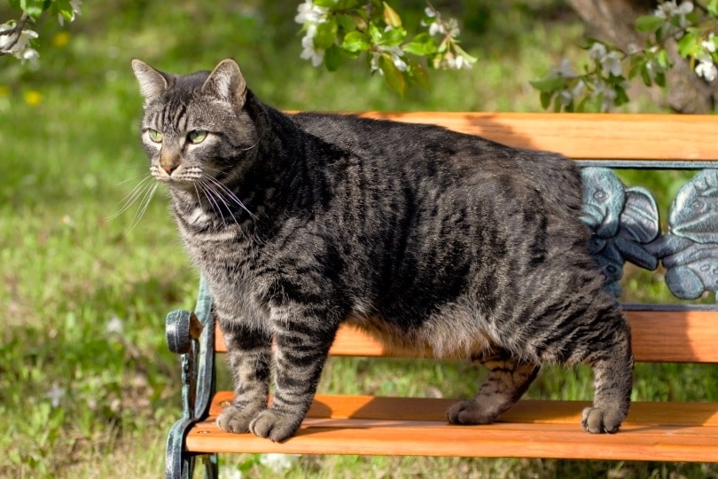 How Much Does a Manx Cat Cost? 2026 Price Guide
